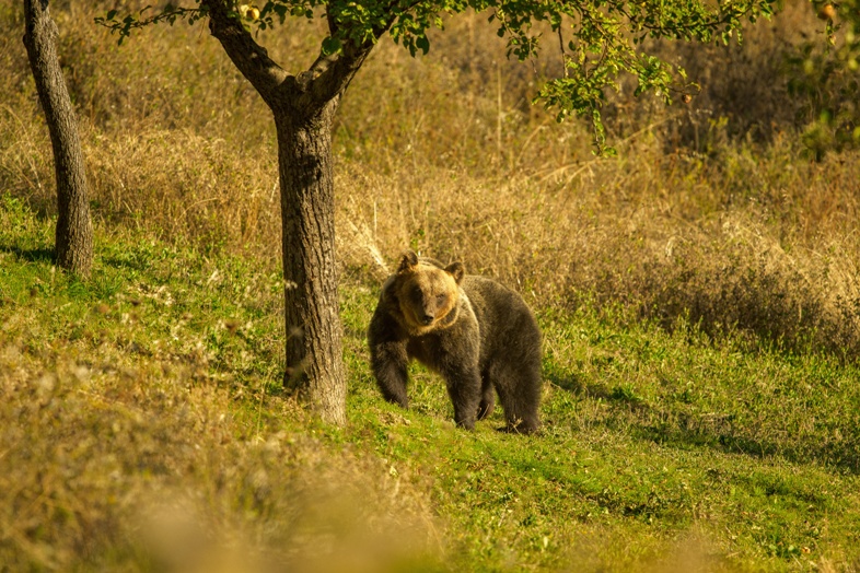 Orso bruno marsicano d'Abruzzo
