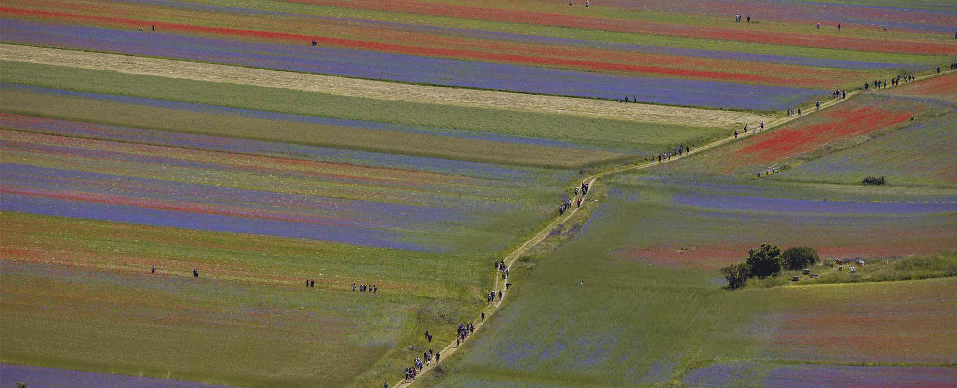 Immagine di un prato fiorito