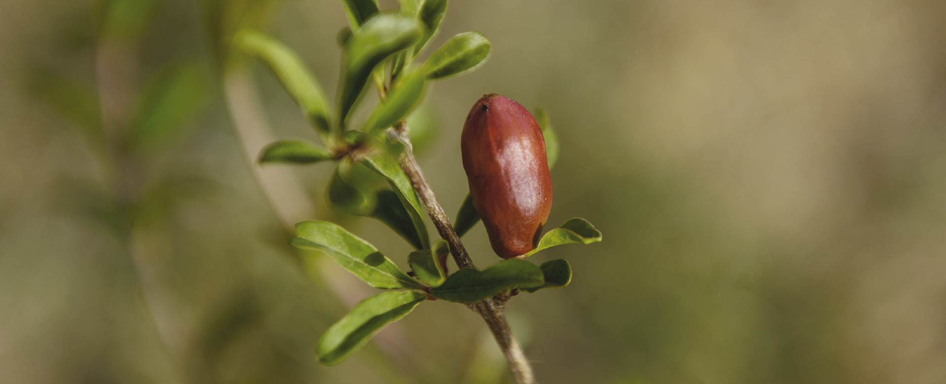 Un particolare del Frutteto solidale di Modica (RG)