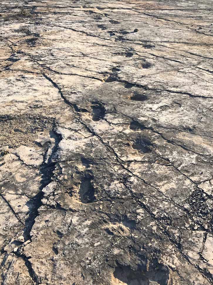 Tracce di dinosauri nelle rocce