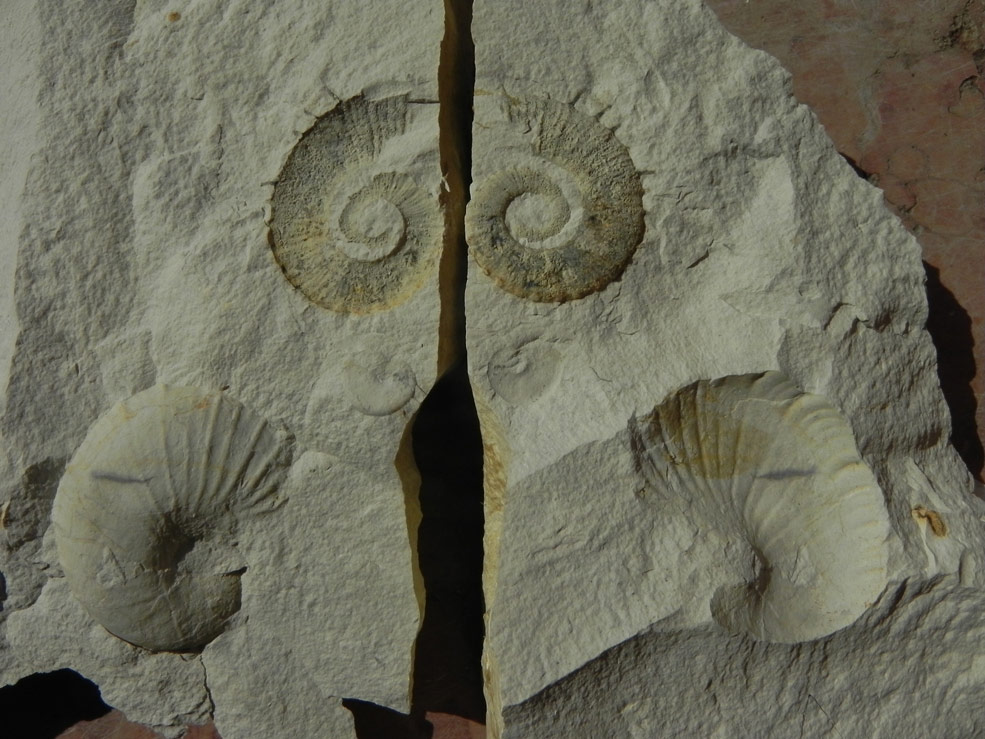 crioceratites e ph winkleri6