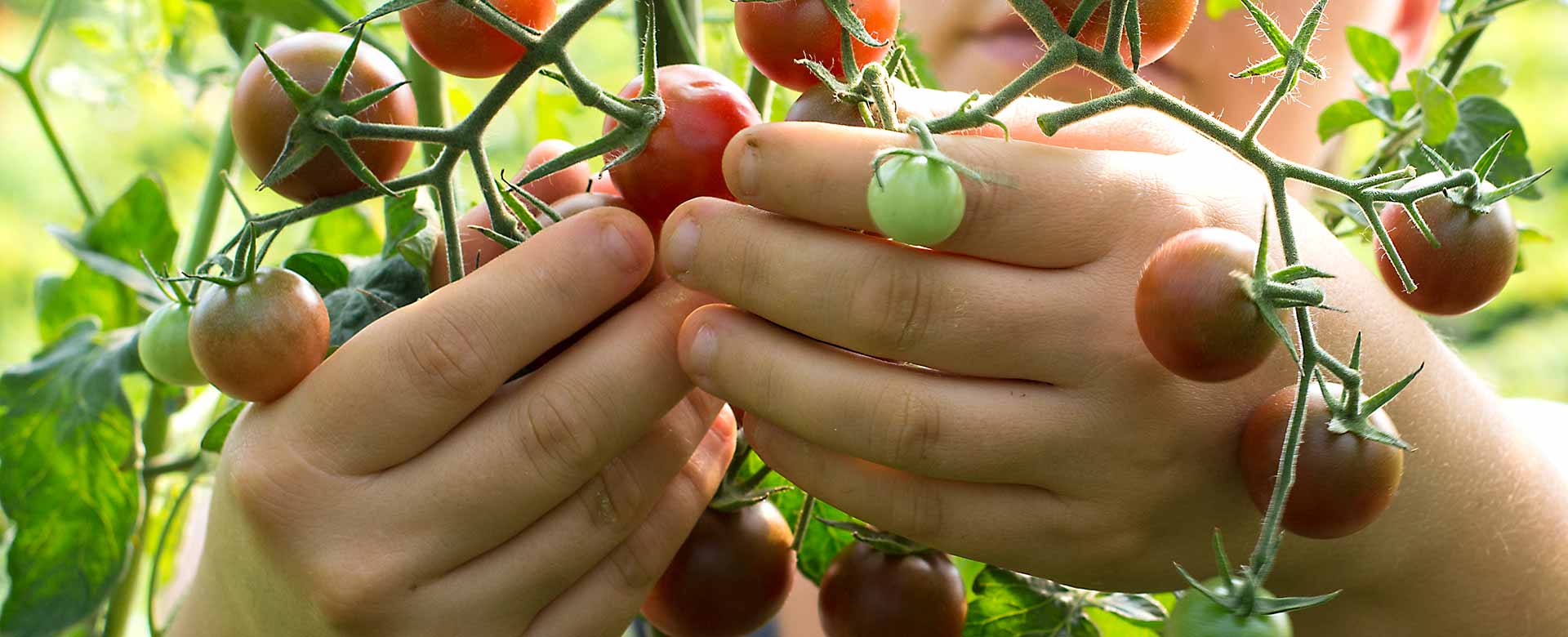 I pomodori della fattoria sociale Conca d’oro a Bassano del Grappa (VI)