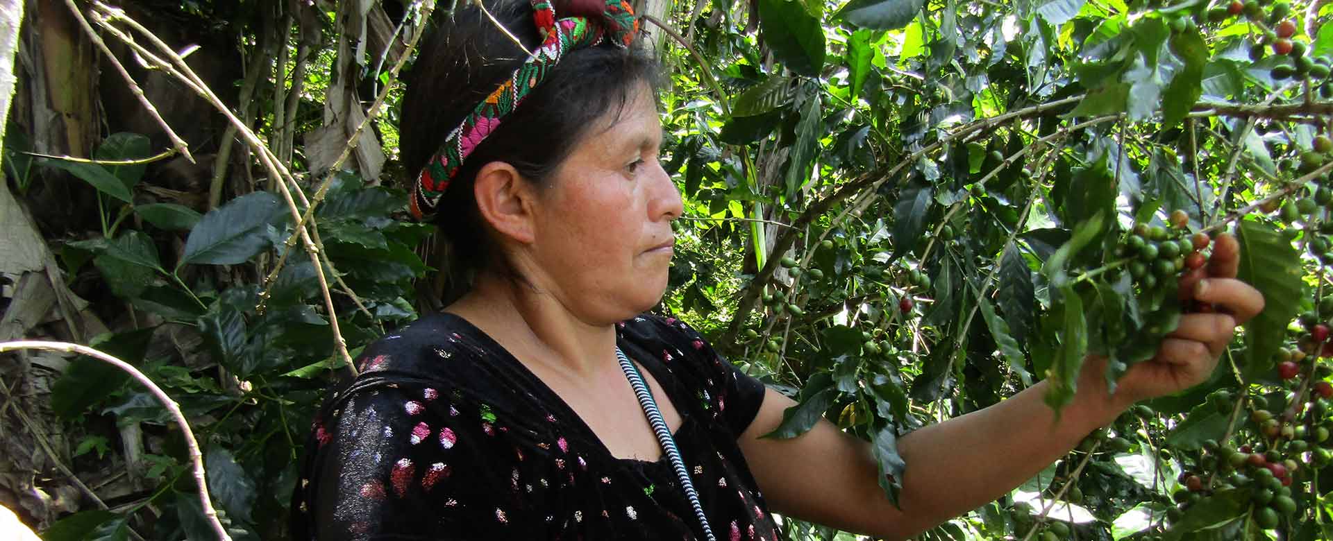  La raccolta del caffè nella provincia di Petatán in Guatemala © Amka