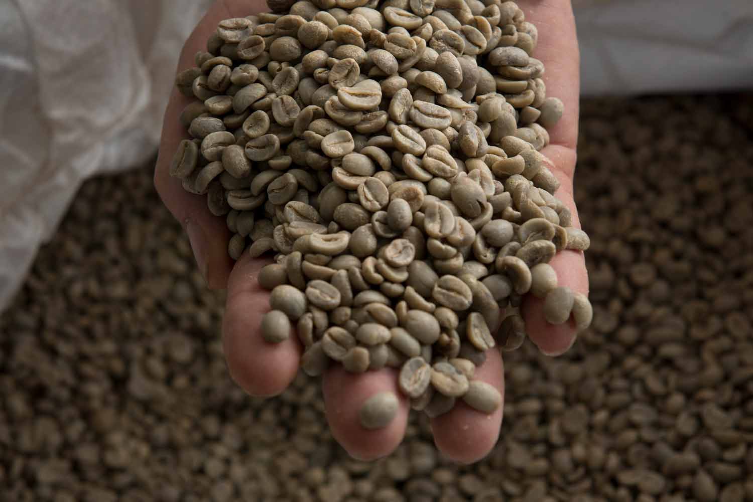 © Goppion Caffè