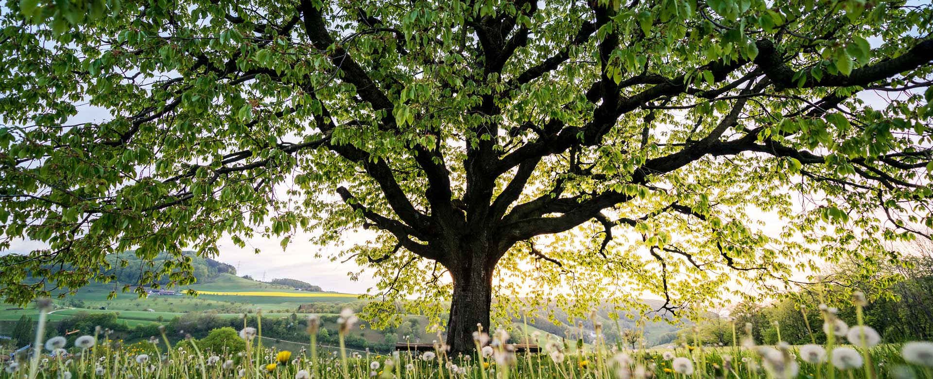 Albero