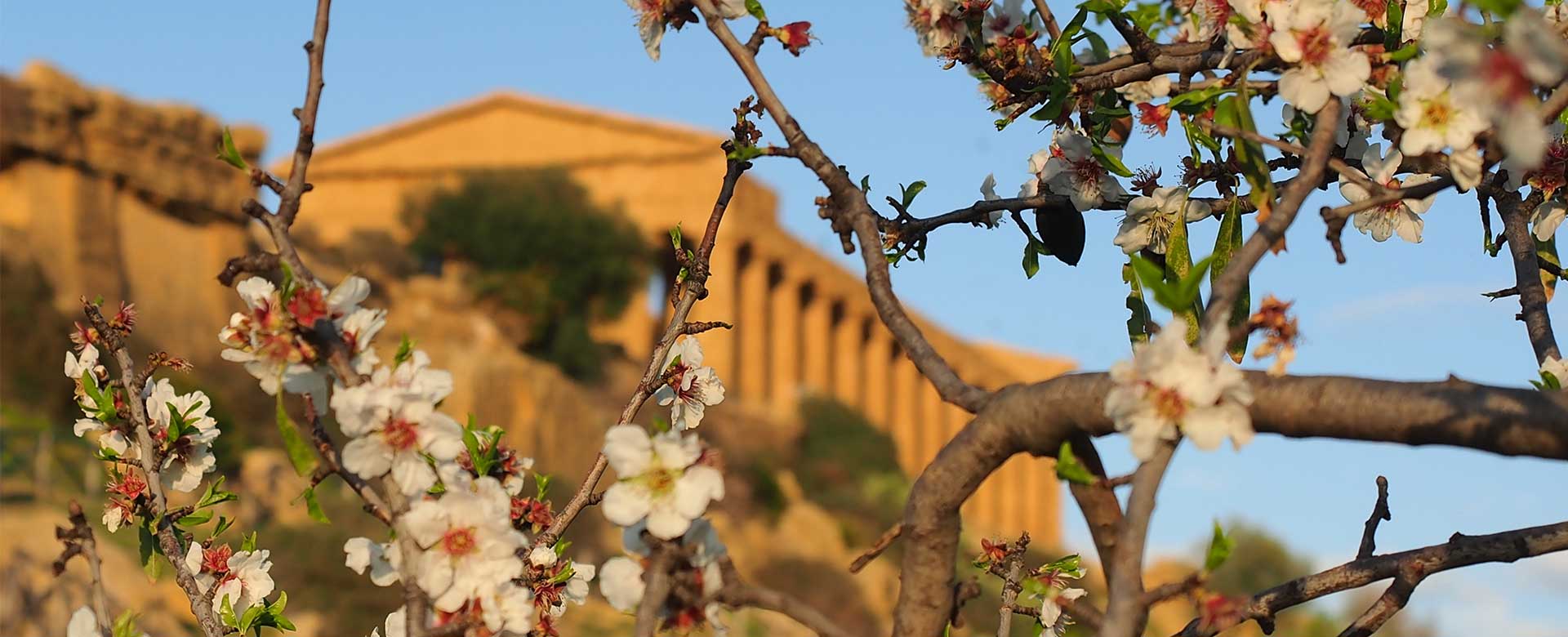 mandorlo in fiore sicilia