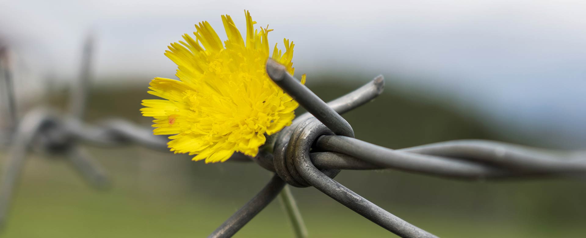 Immagine di un fiore su un filo spinato