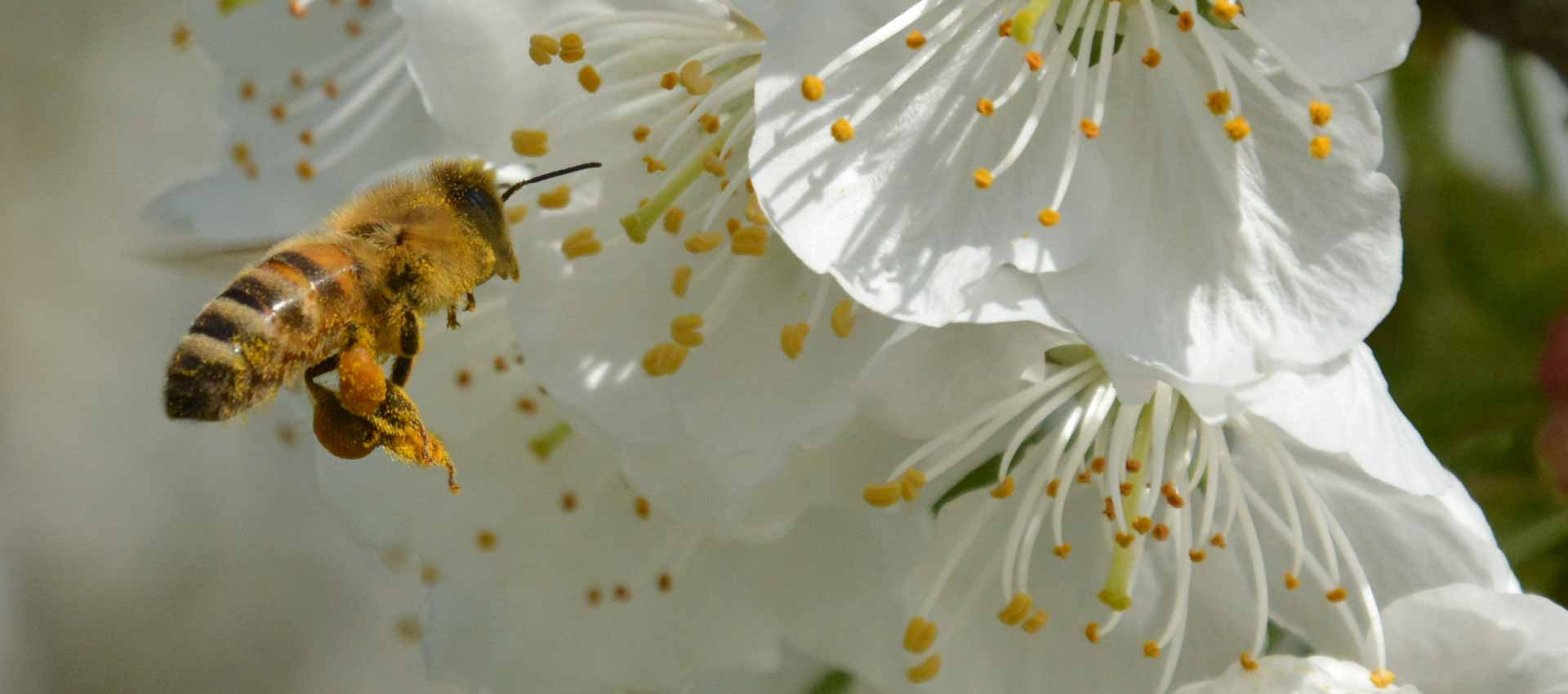 Immagine di un'ape