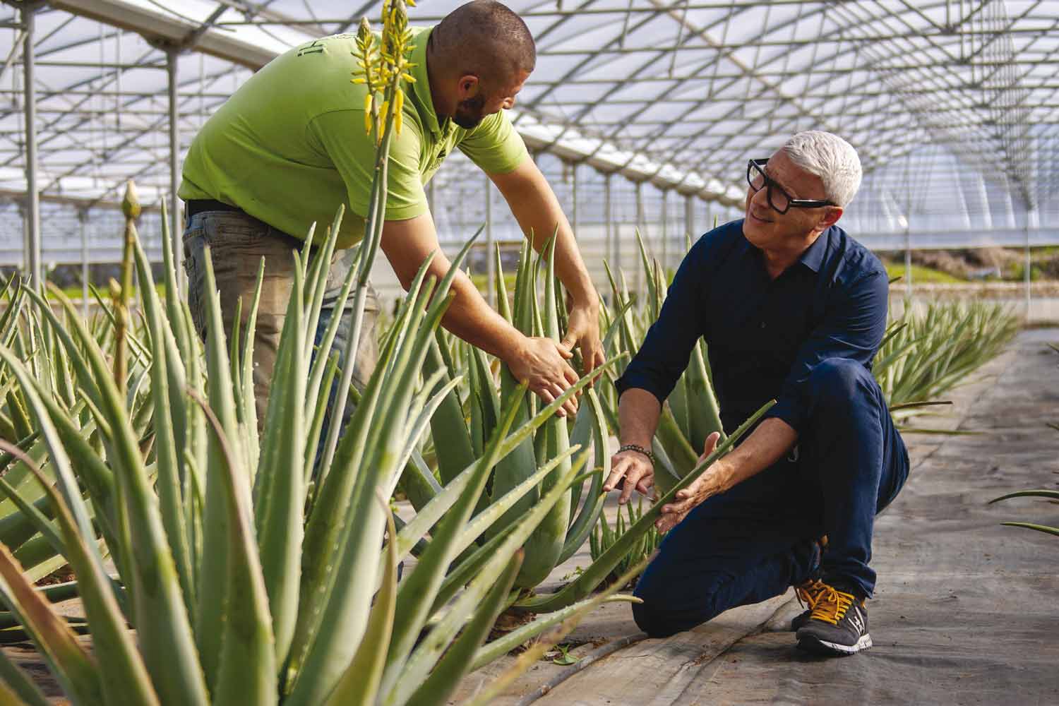 Coltivazione di aloe a Martano