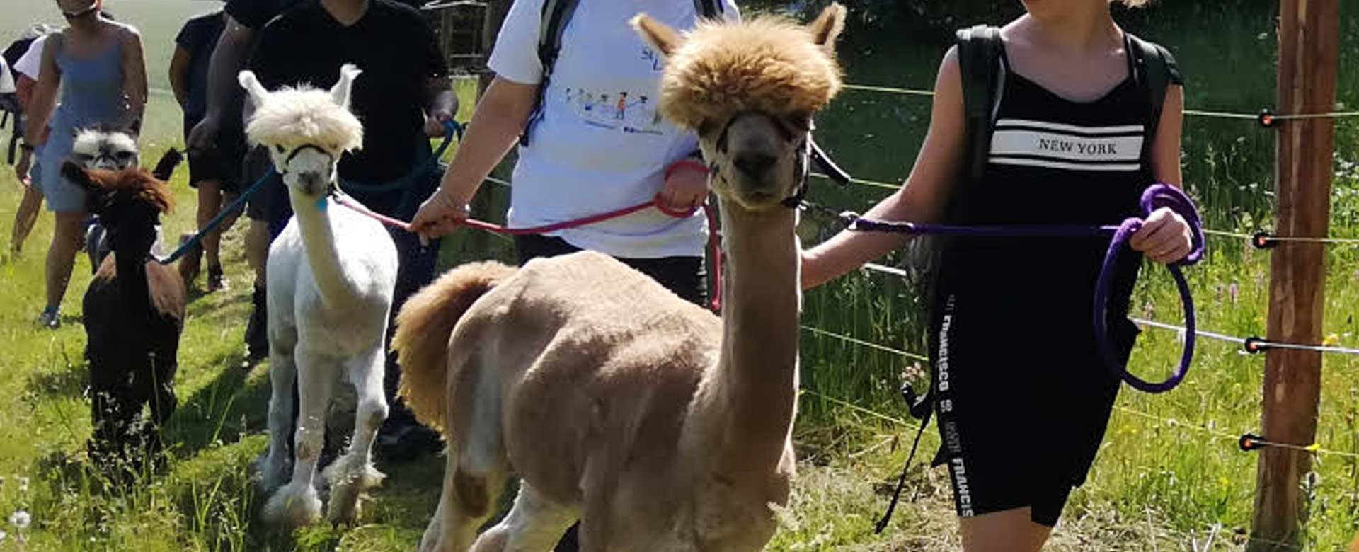 A passeggio con gli alpaca in Val di Fassa