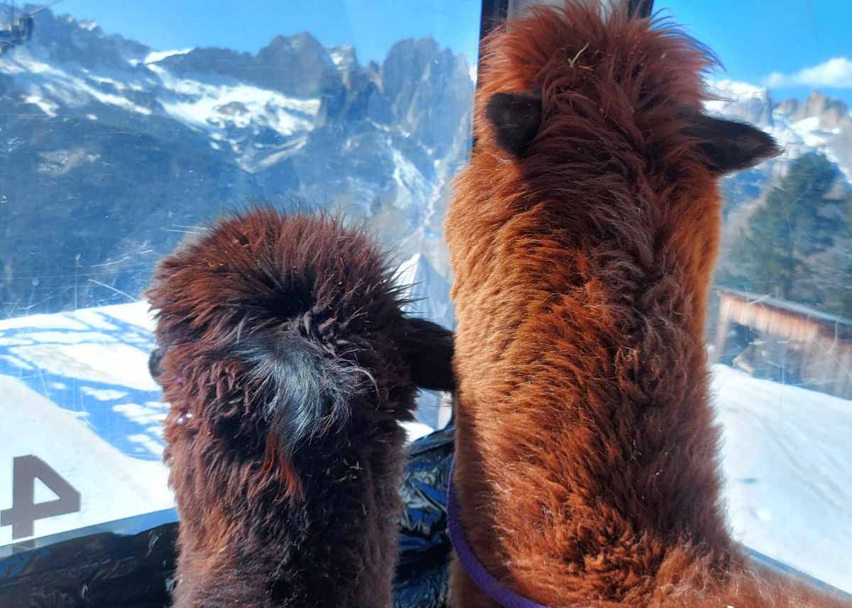 Alpaca in telecabina in Val di Fassa, Trentino