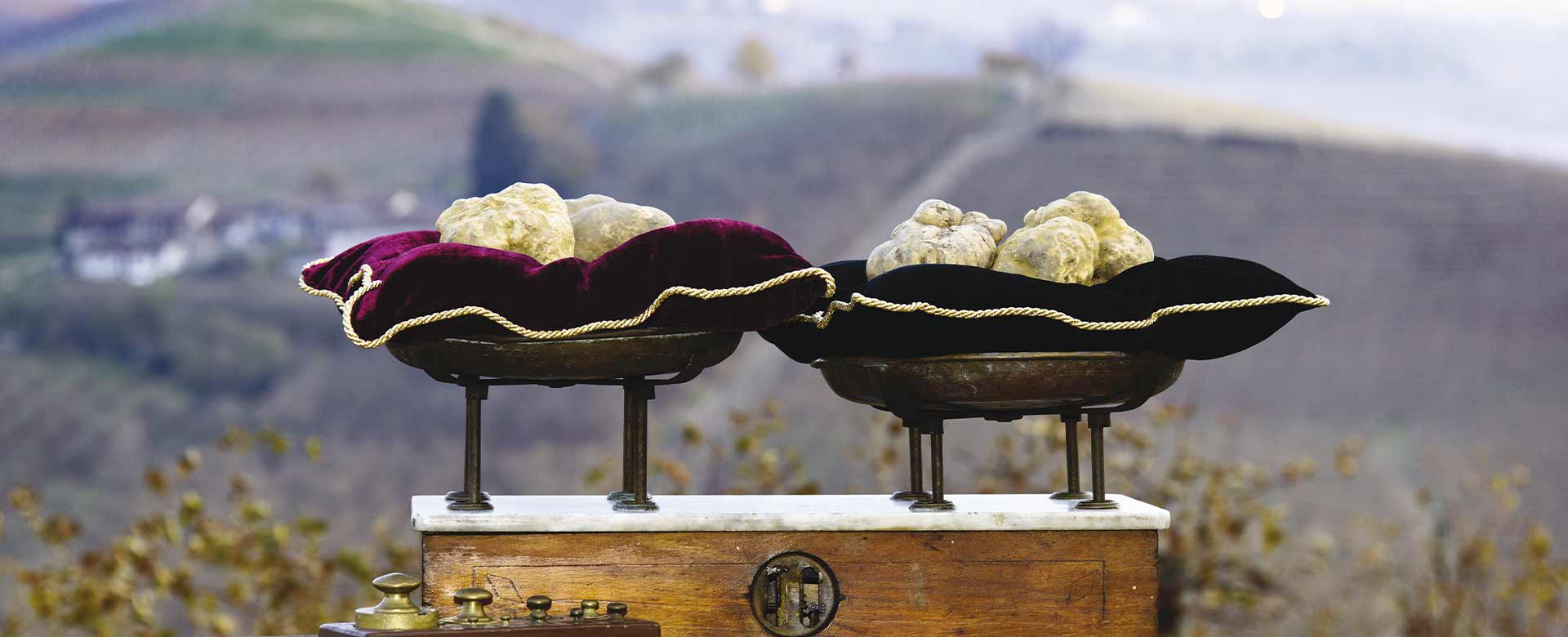 Tartufi bianchi e, sullo sfondo, colline e vigneti delle Langhe, Piemonte