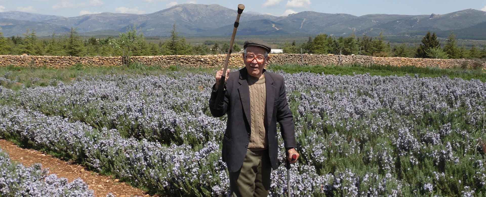 Uomo in un campo di rosmarino