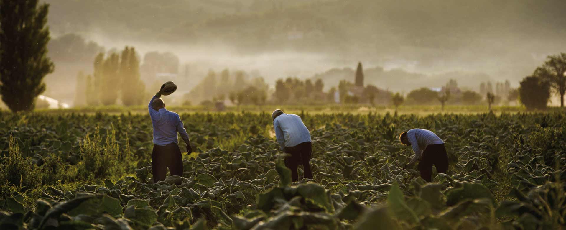 La coltivazione dell'erba tornabuona a Cospaia (PG)