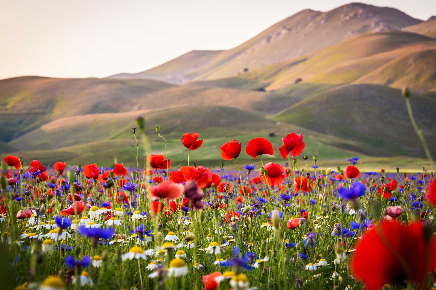 Fioritura di Castelluccio