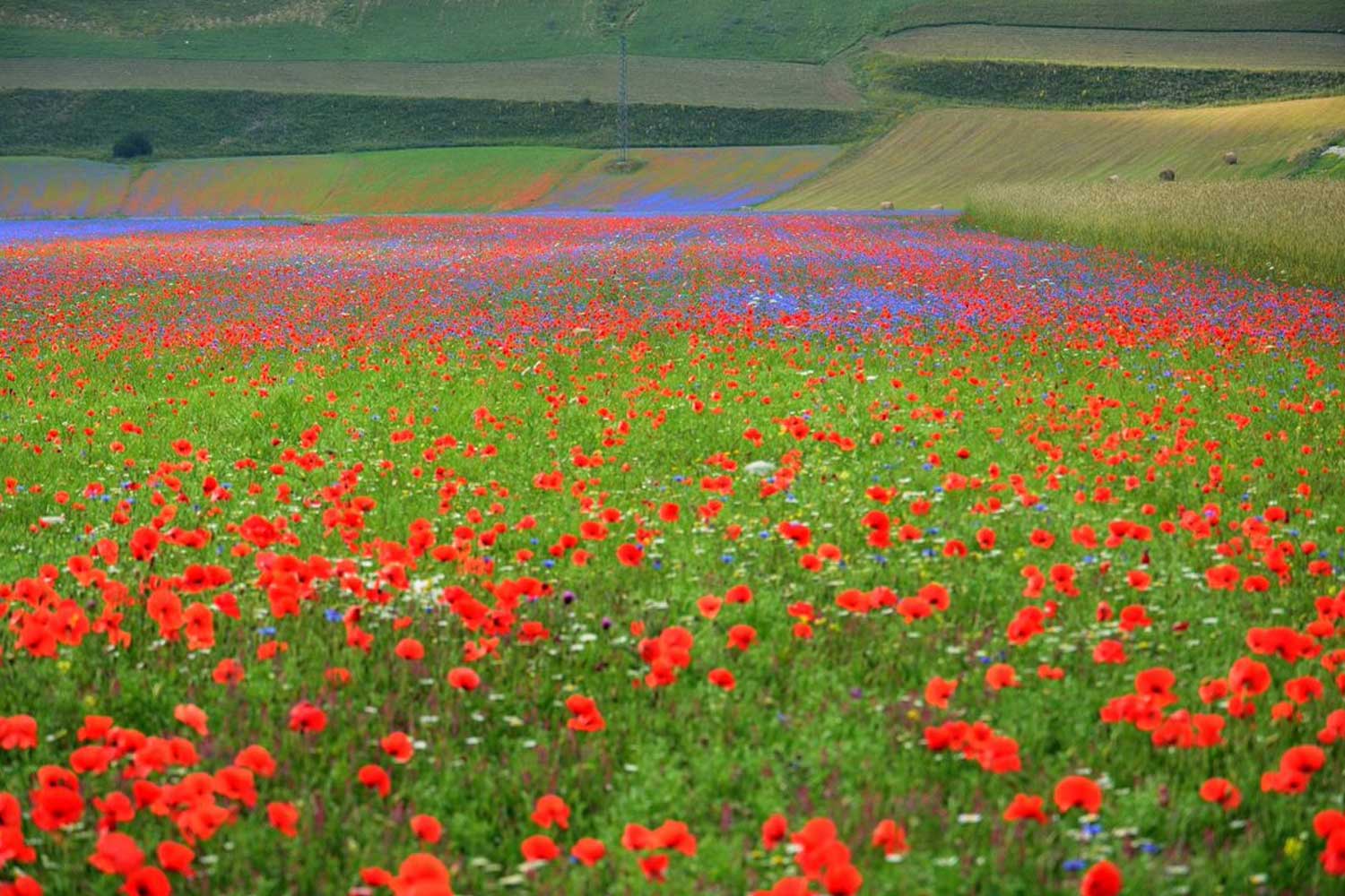 La fioritura nella piana di Castelluccio di Norcia (PG)