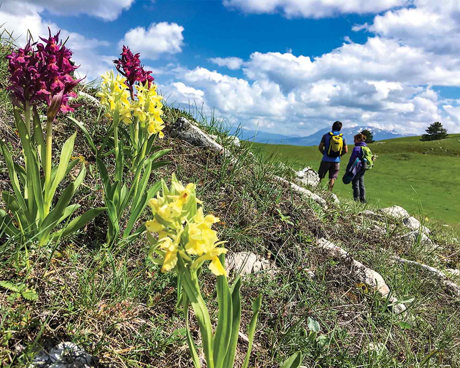 Fioritura del colle delle Pratelle, Collebrincioni (AQ). Immagine tratta dalla guida Il Cammino nelle Terre mutate (Terre di mezzo)