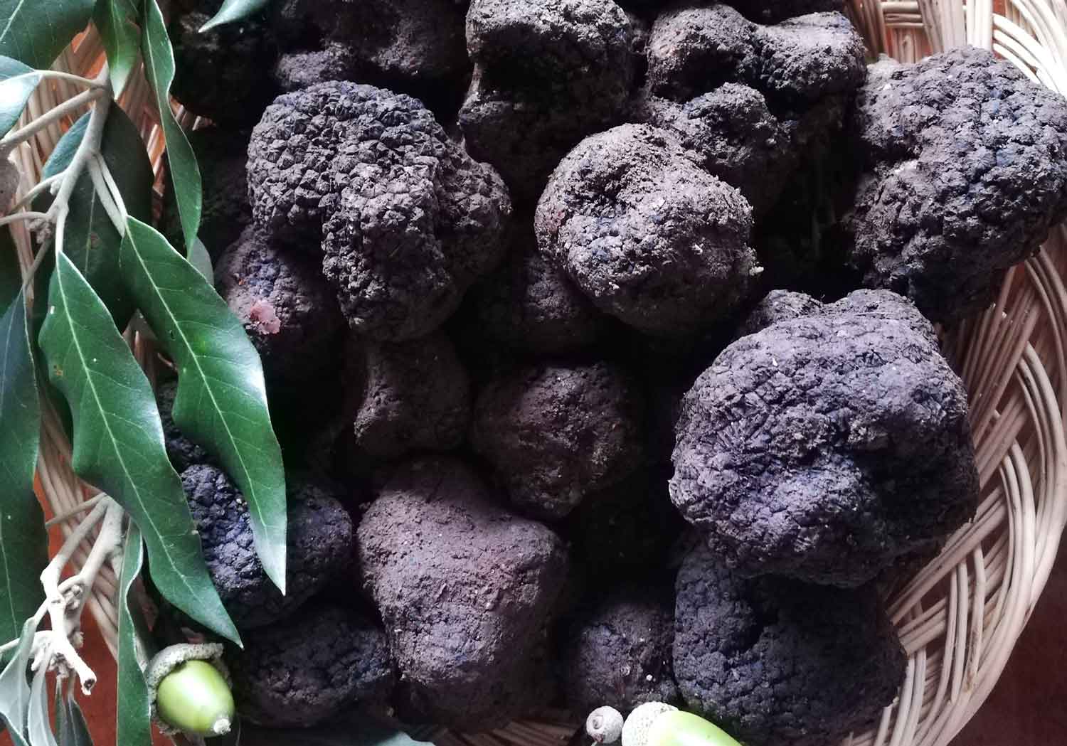 Tartufo nero