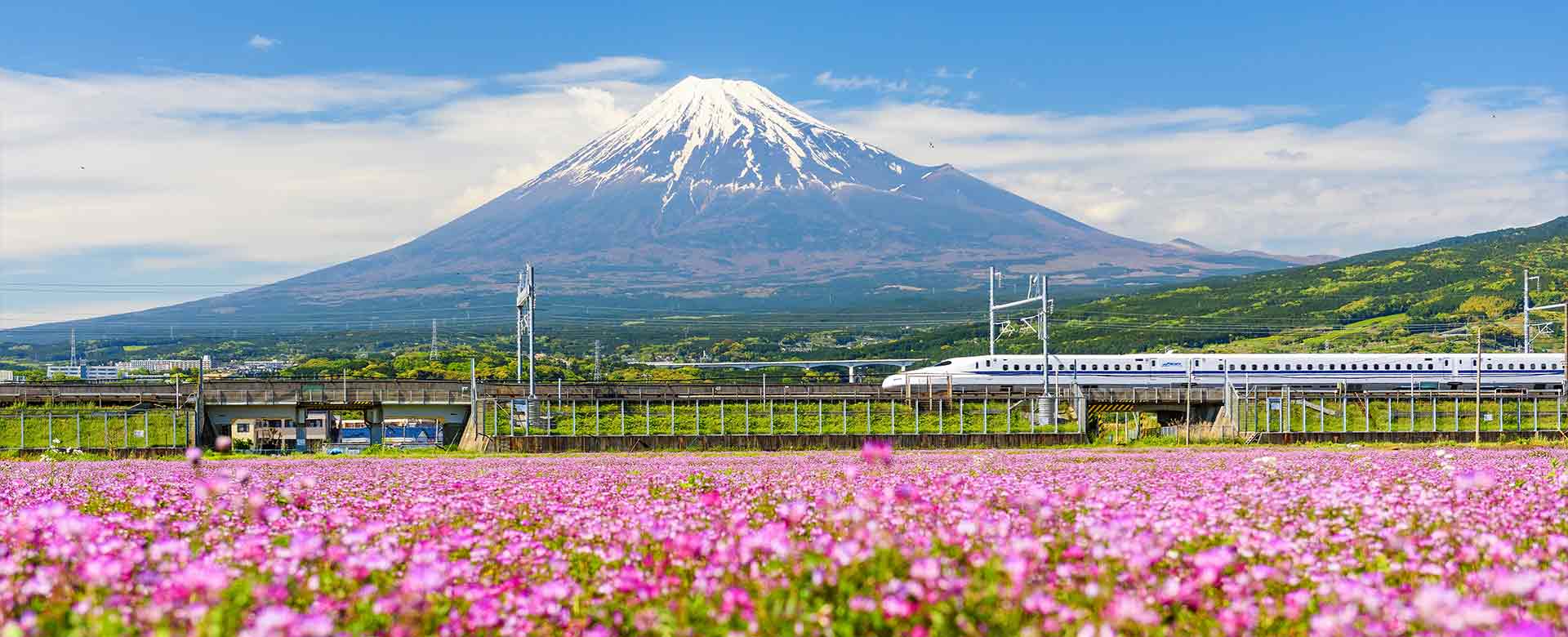 Il treno Shinkansen tra il monte Fuji e la Shibazakura, la fioritura del muschio rosa a Shizuoka