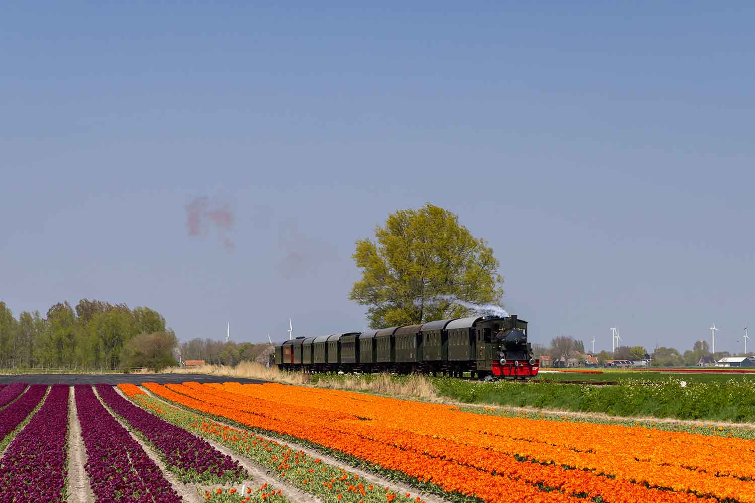 Treno a vapore con campo di tulipani sulla linea ferroviaria Hoorn - Medemblik in Olanda