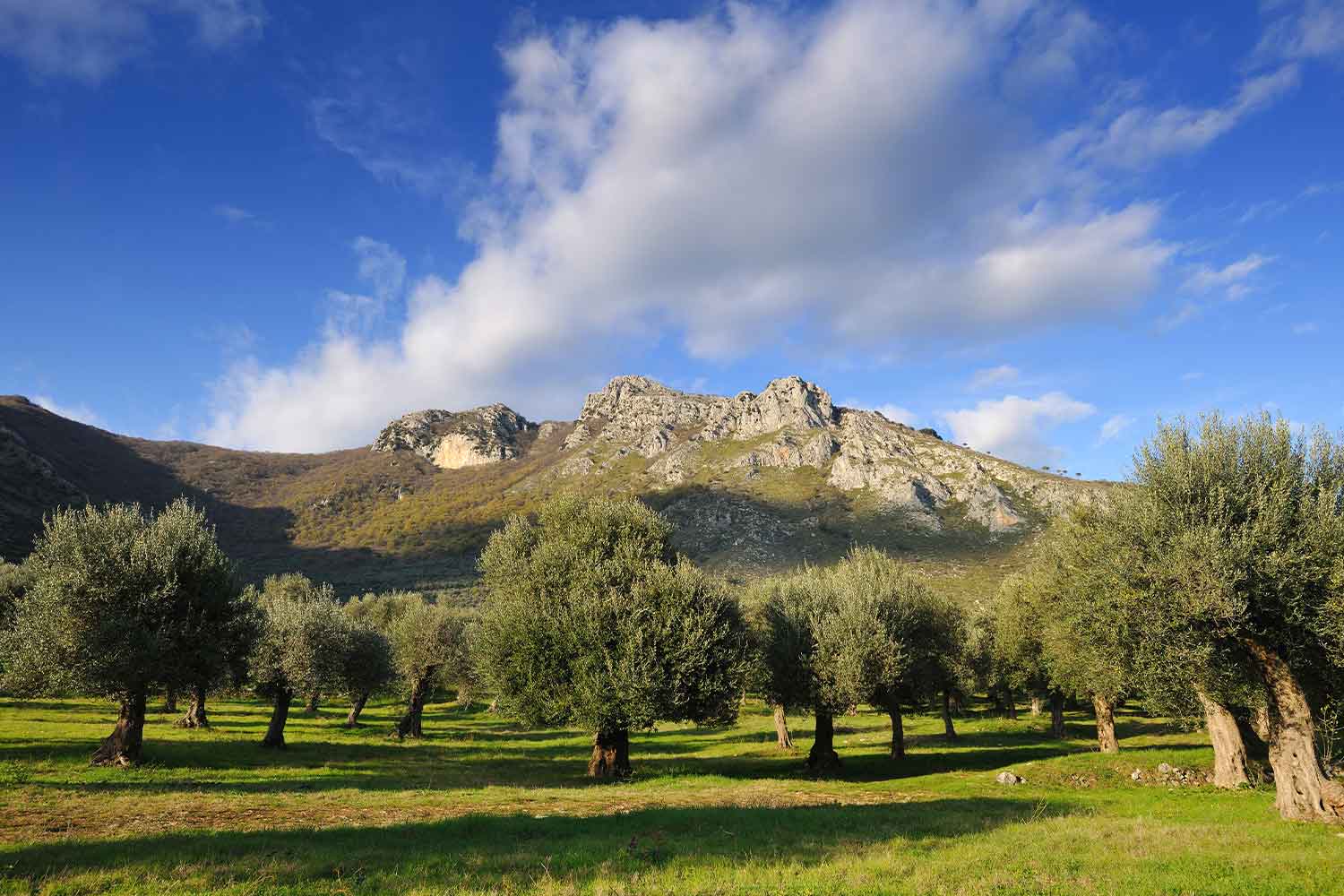 Antichi ulivi di Venafro (Isernia)