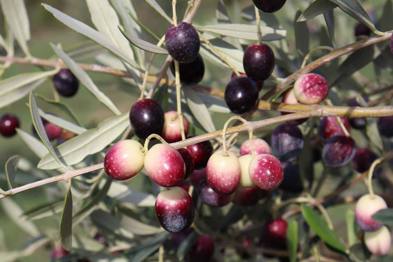 Olive della Collezione mondiale Olea Mundi, Lugnano in Teverina (Terni)