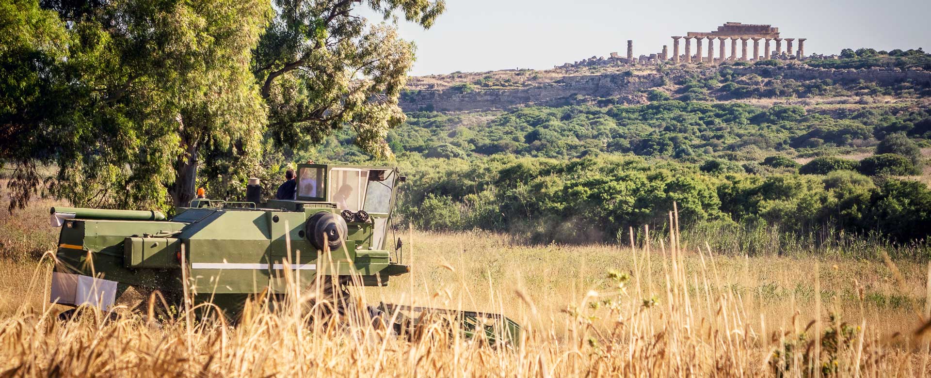 I grani antichi siciliani e, sullo sfondo, il Parco archeologico di Selinunte (TP)