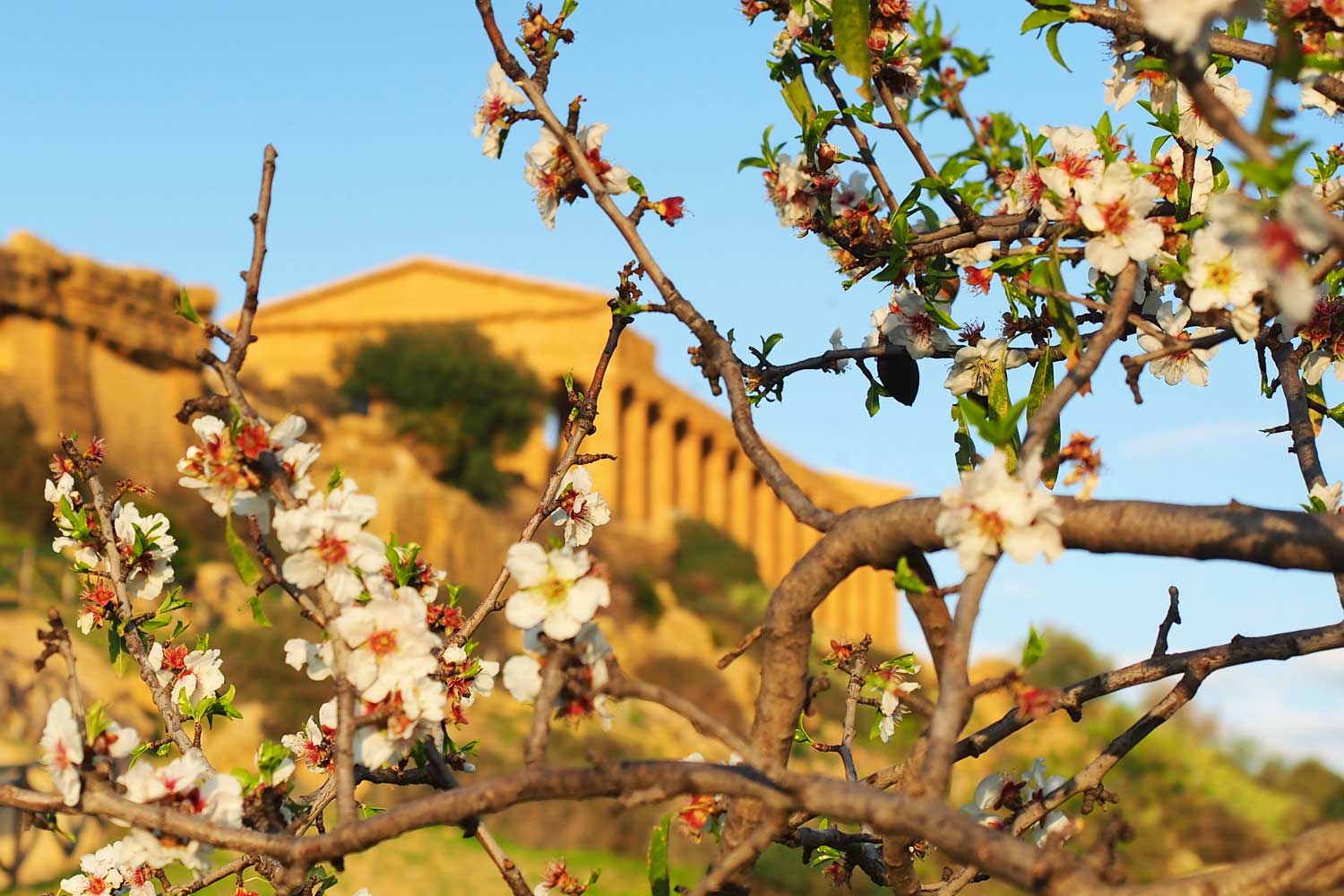 Mandorlo in fiore