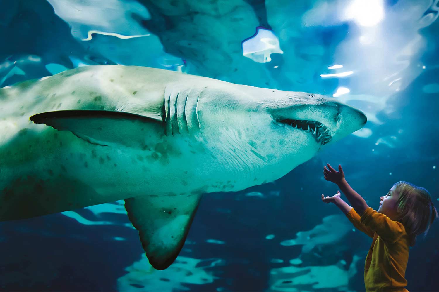 L’acquario di Cattolica (Rimini)