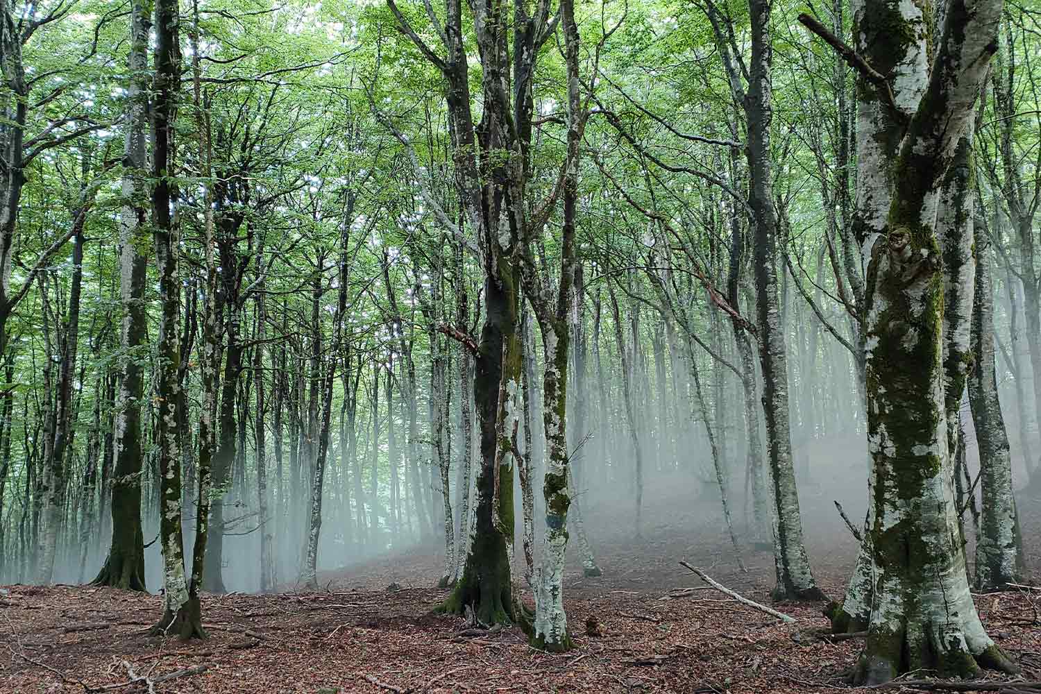 Bosco di Cinquemiglia, Fuscaldo (Cosenza) 