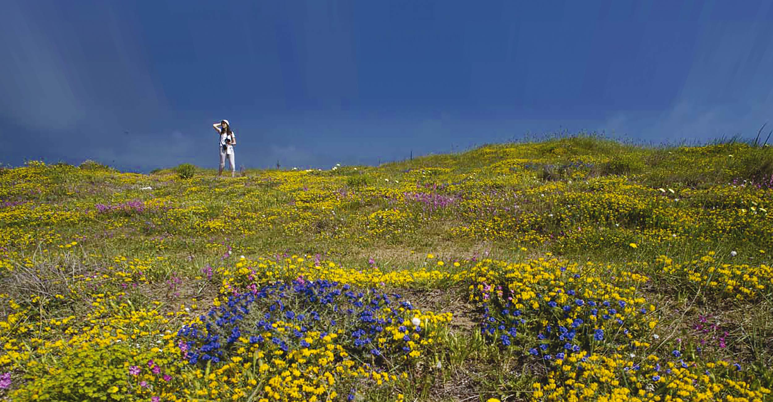 Il Paradiso Delle Orchidee