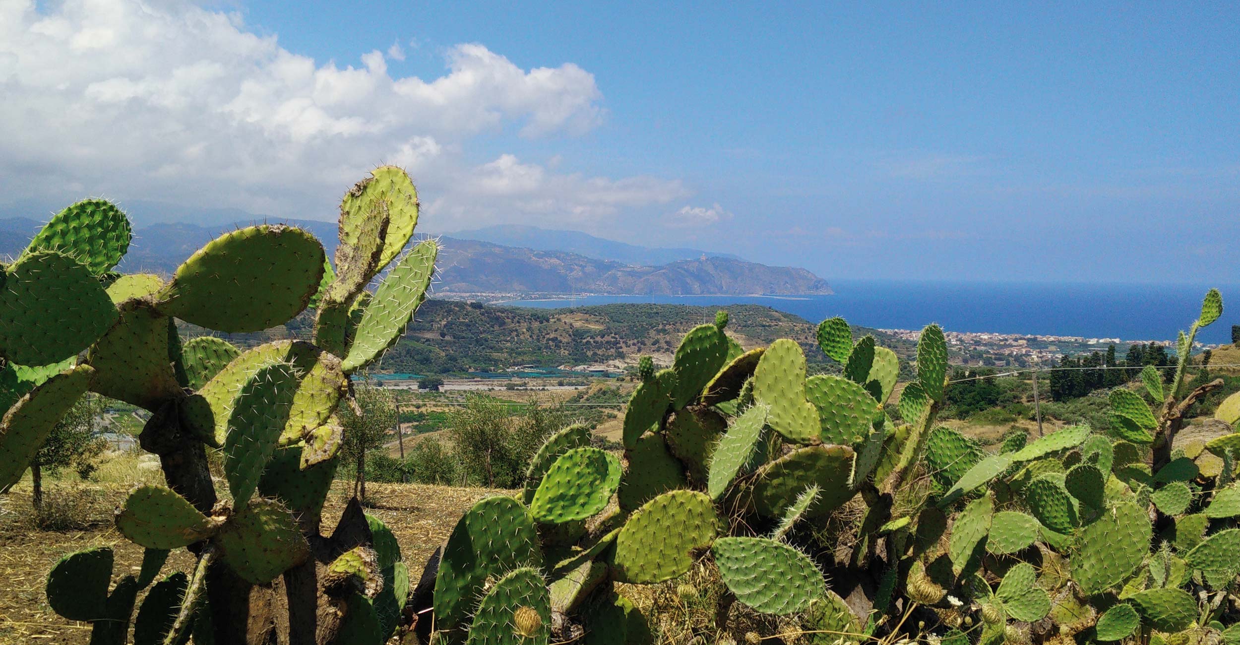 Un panorama della Sicilia tra cactus e mare in lontananza